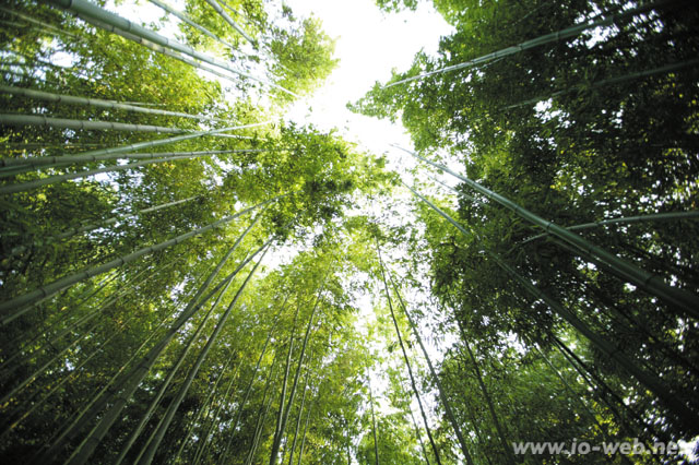 竹林「ノクチュク苑」